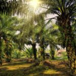 Harga CPO Diprediksi Turun Pekan Depan, Produksi Naik Permintaan Melemah