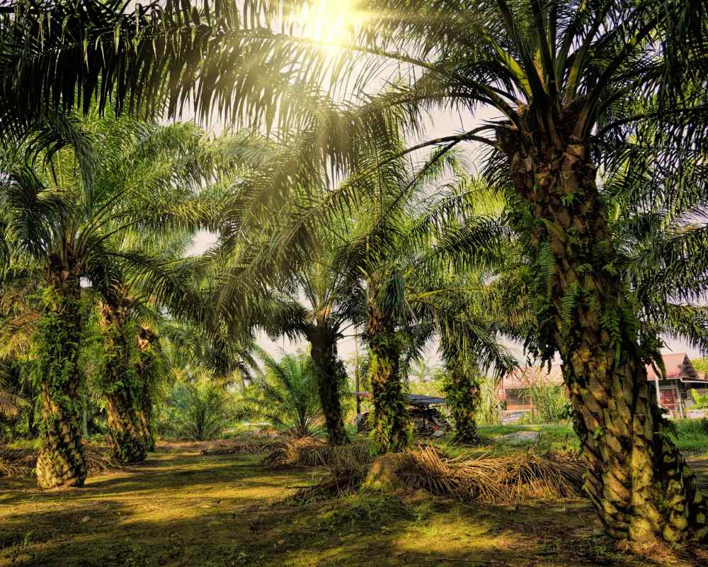 Harga CPO Diprediksi Turun Pekan Depan, Produksi Naik Permintaan Melemah