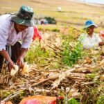 BRIN Dorong Inovasi Pangan dan Pertanian Presisi untuk Ketahanan Pangan Global