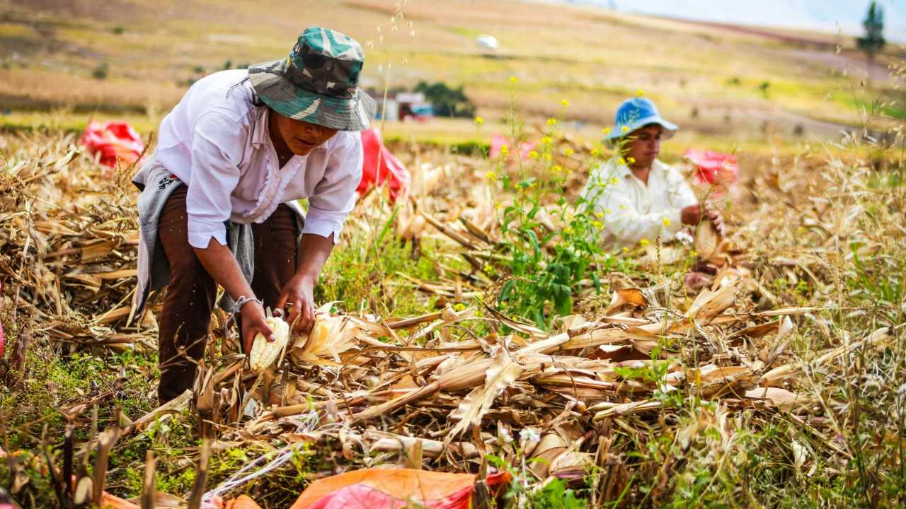 BRIN Dorong Inovasi Pangan dan Pertanian Presisi untuk Ketahanan Pangan Global