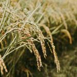 sandy-ravaloniaina-rARwqh9IXEE-unsplash_11zon